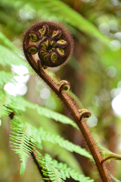 2017-03 New Zealand/Waiotapu/DSC_0283.JPG